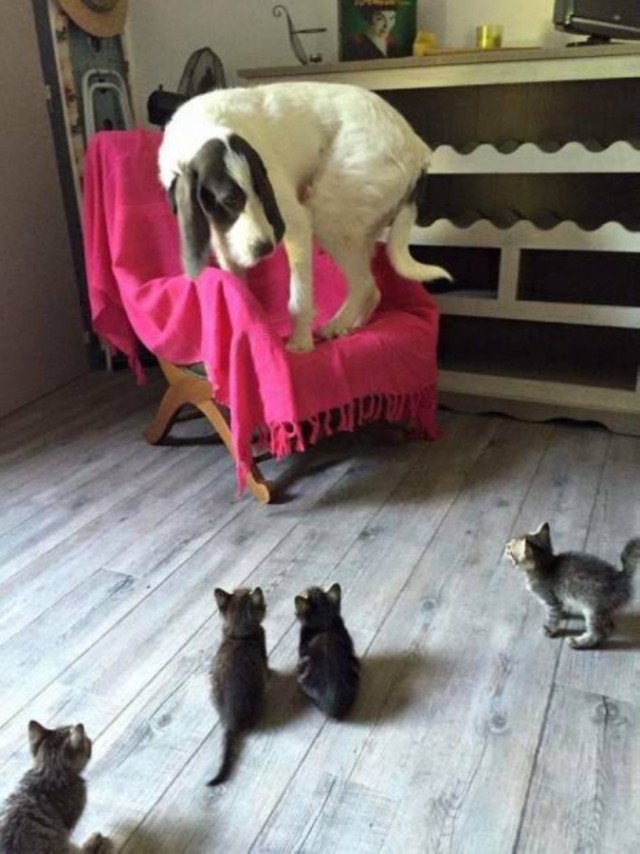 Кошка защищает котят