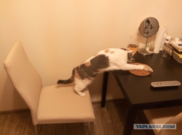 Котовторник