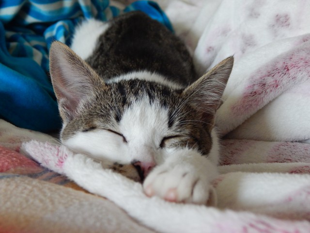 Про котов