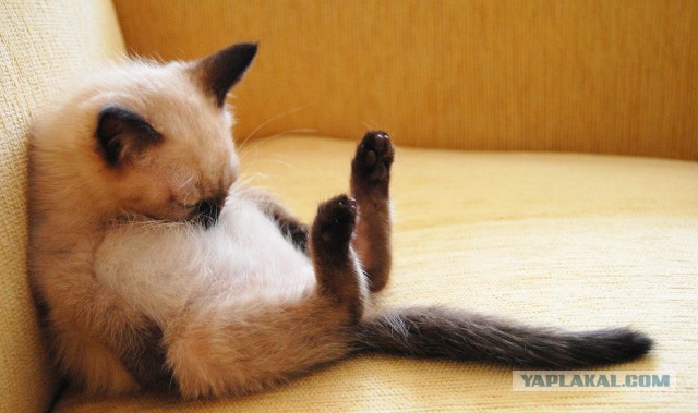 Котовторник