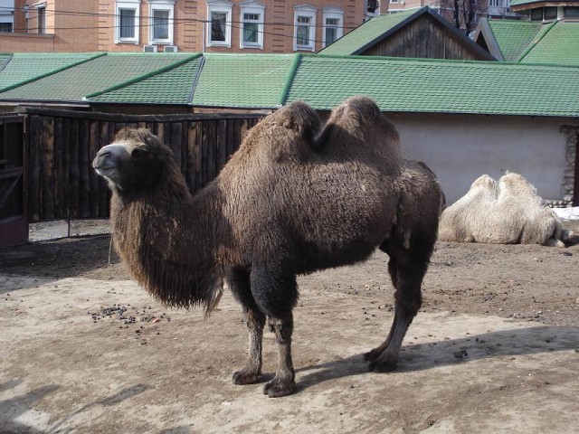 Поход в Московский зоопарк