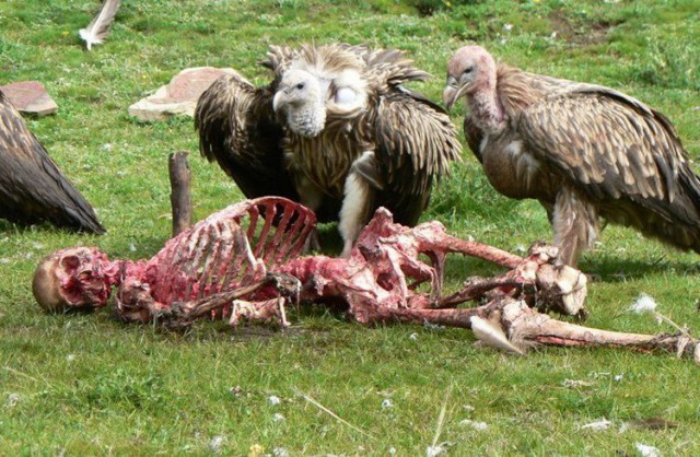 Где обедал, воробей? (и другие птички)