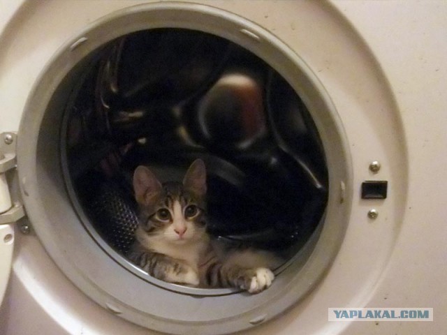 Ваши фотки котов на телефон