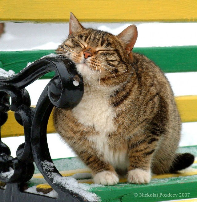 Котомет во вторник (11.12.2007)