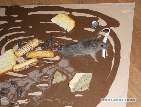 Как использовать клеевые ловушки для грызунов в магазинах.