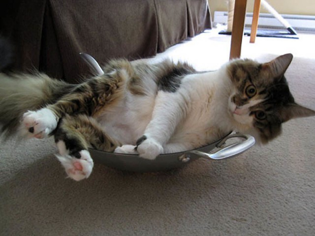Коты из сети