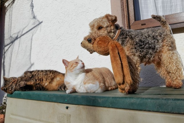 Коты из сети