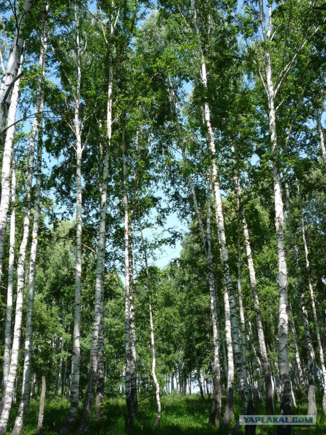 Мой родной сибирский поселок