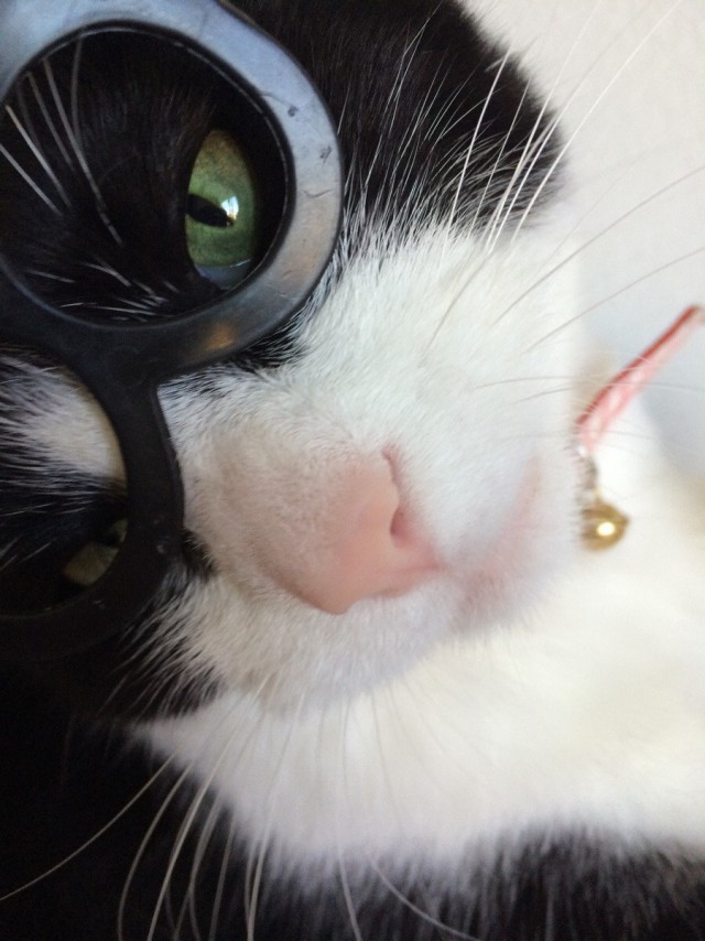 Коты и Кошки