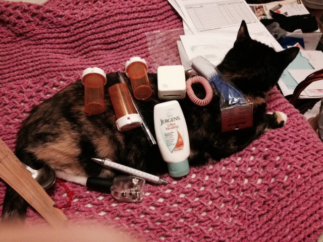 Коты и Кошки