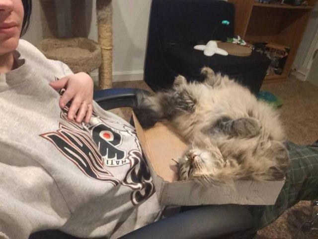 Коты и Кошки