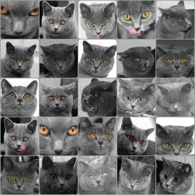 Коты и Кошки