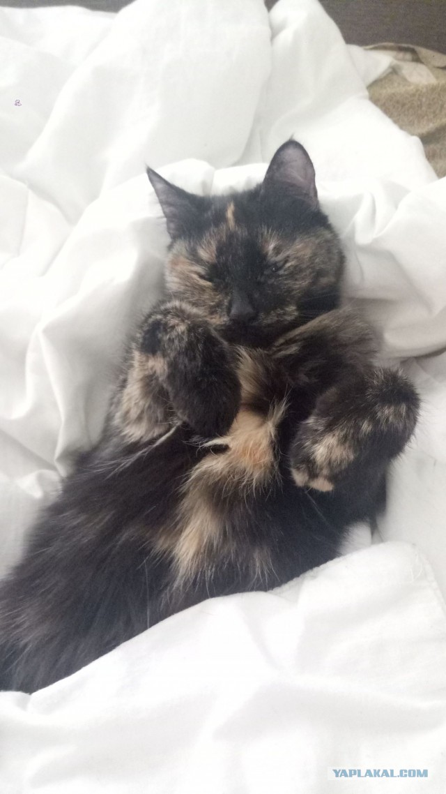 Котовторник 04.07.17