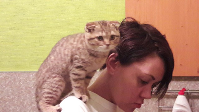 Котовторник 9.01.2018