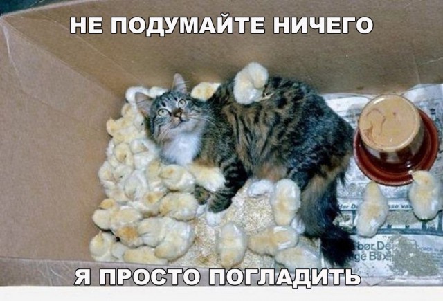 Фотобомбы котов