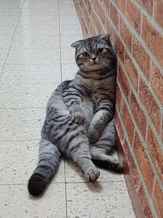 А не открыть бы нам котовторник 03.04.2018