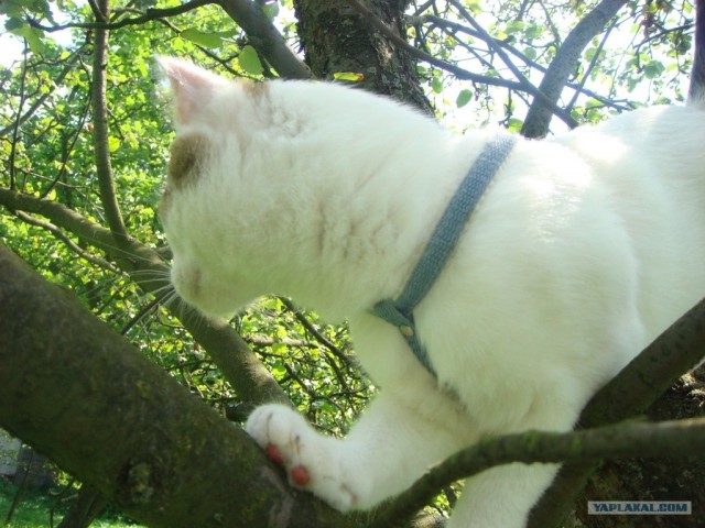 Котовторник на ЯПлакалъ 08.07.2008