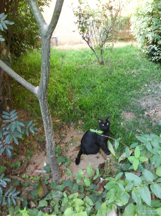 Котовторник на вторник, Котовторник