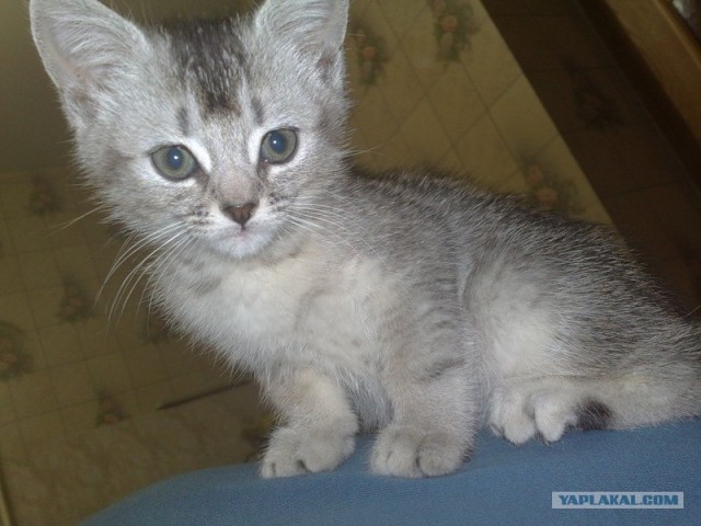 Котовторник (20.01)