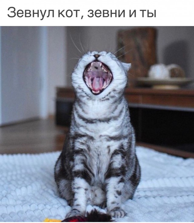 Немного милоты
