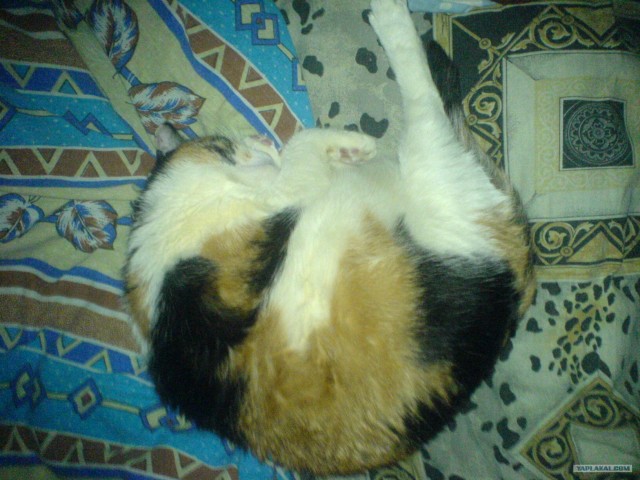 Котовторник на 31.03.2009