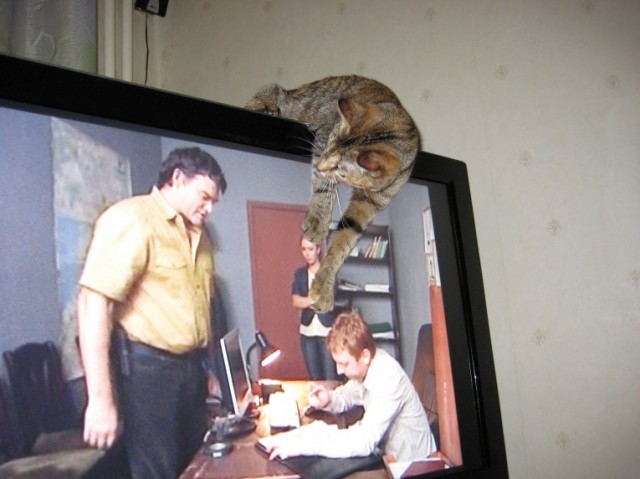 А вот и мы: котятовторник!