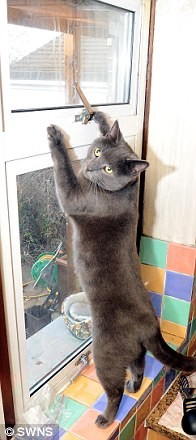 Котяра спас квартиру от пожара