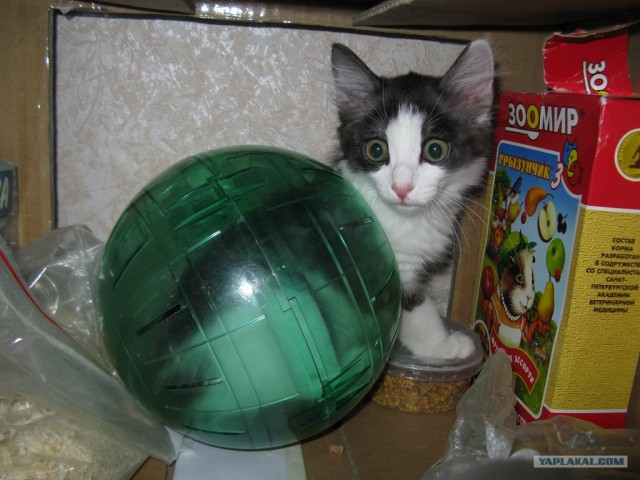 Сонный Котовторник