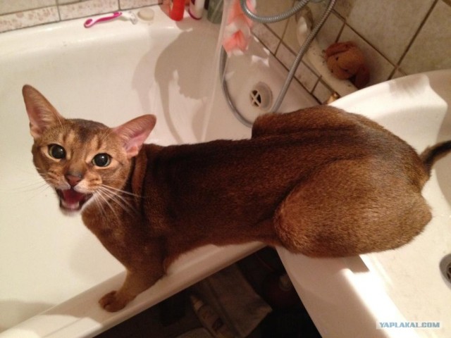 Котовторник (28.02.2012)