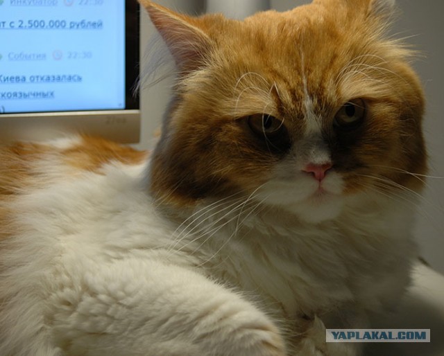 Кот, который не любит Новый год