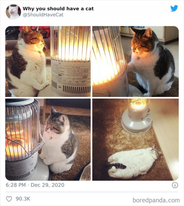 Почему вам нужно завести котов