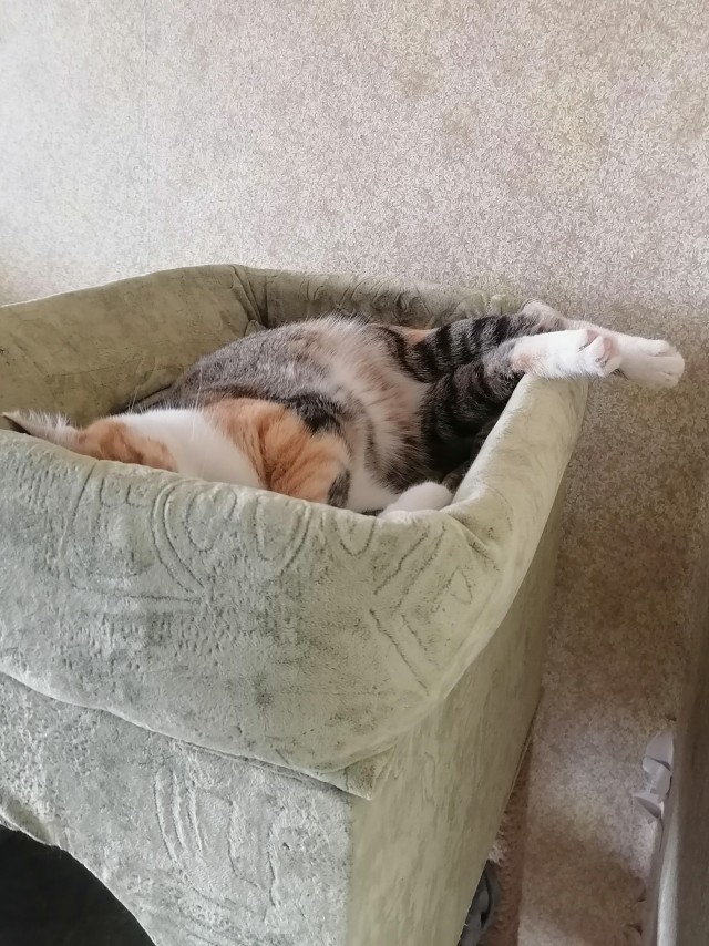 Котовторник!