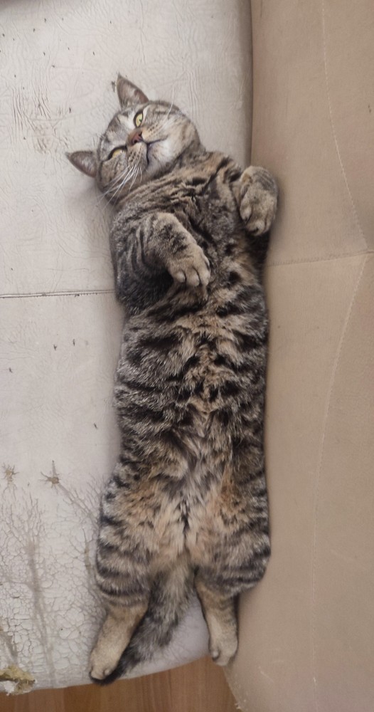 Котовторник же очередной