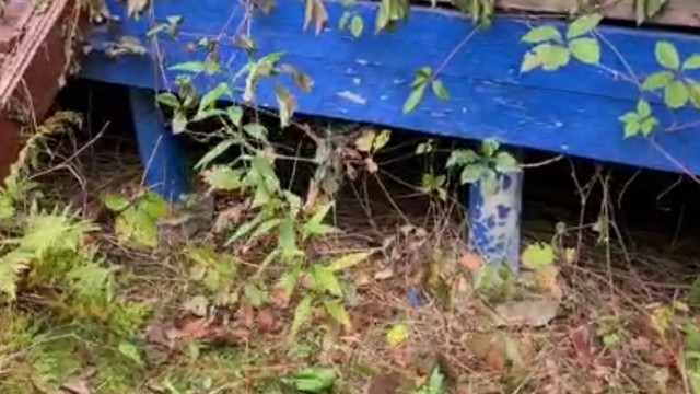 Каркасный дом. Какие подвохи ожидают неопытного?