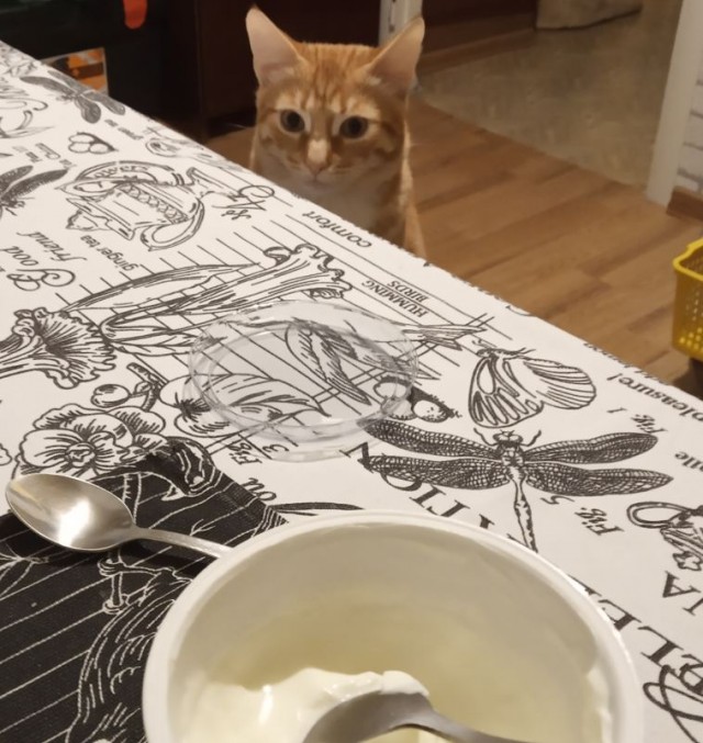 Котовторник 11.01.22