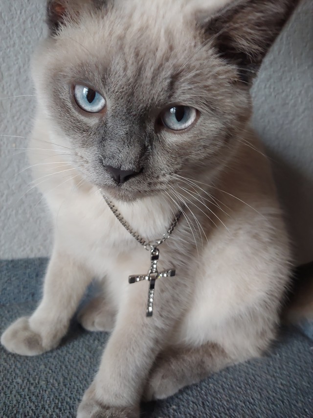 А это мой котан к котовторнику