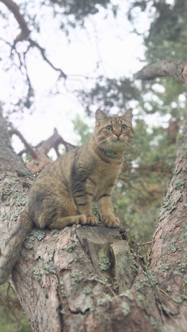 Начну котовторник чуть раньше!