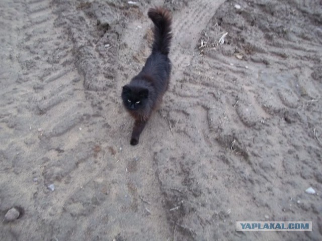 Жизнь домашнего приюта для котеек 443