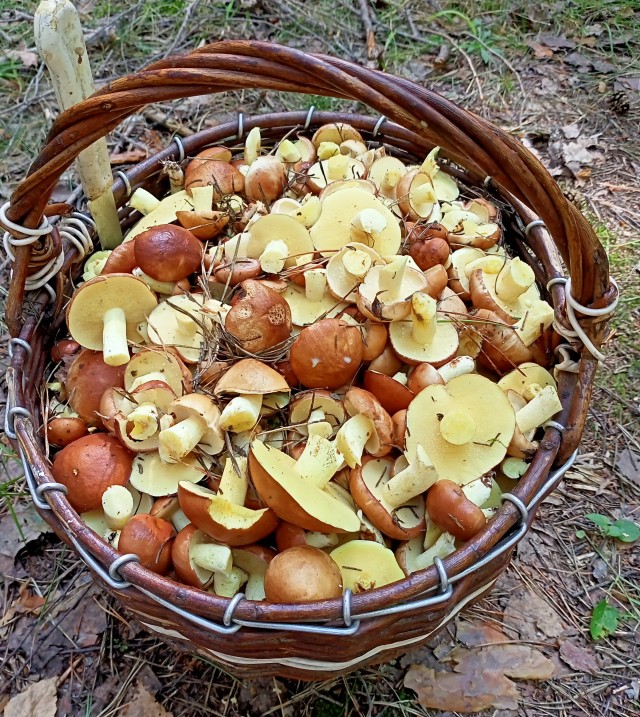 Сходил за грибами (Мск. обл)