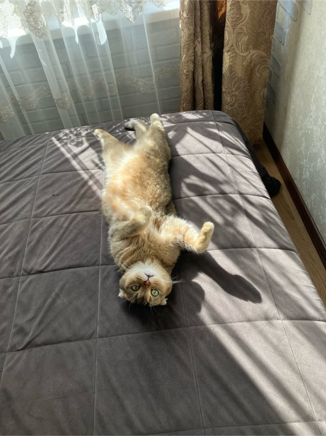 Позы для сна у кошек - что они означают?