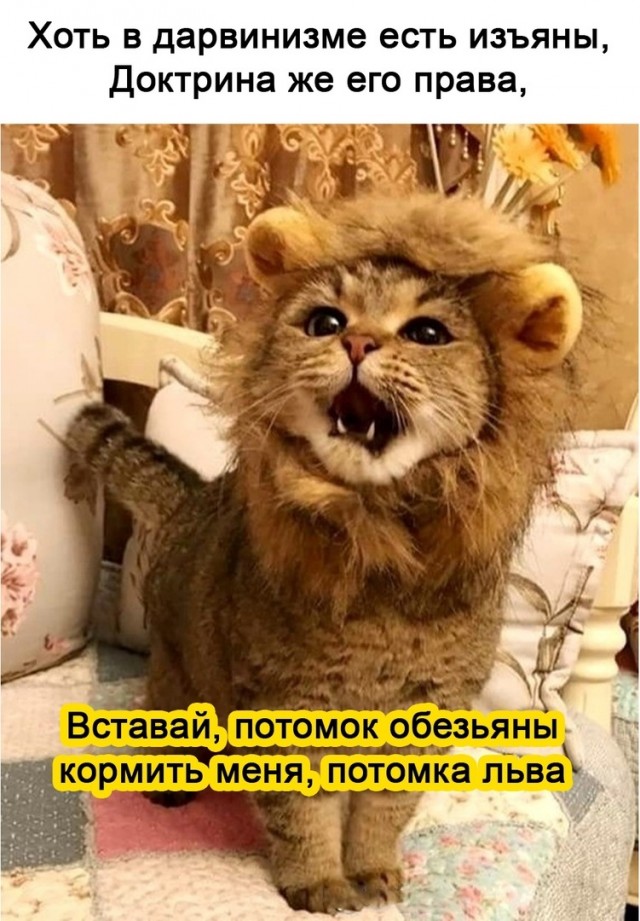 А здесь негров тролят