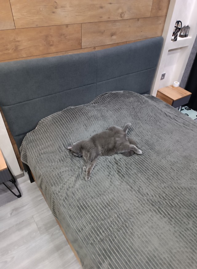 С Котовторником!