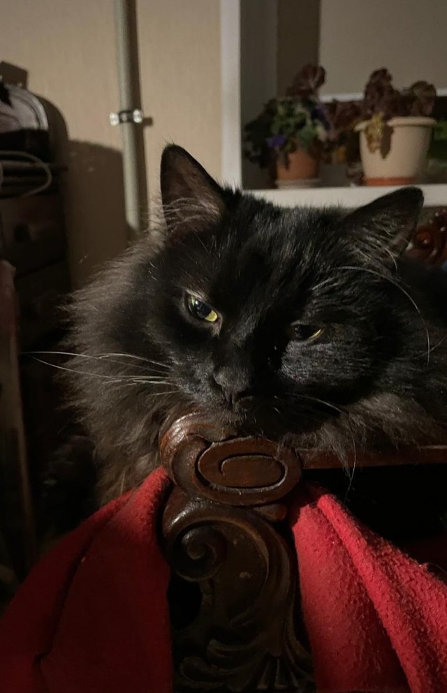 Котовторник