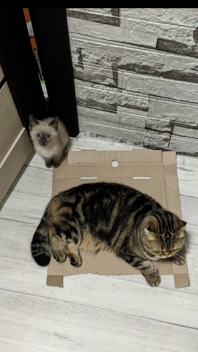 Коробочки наше фсё