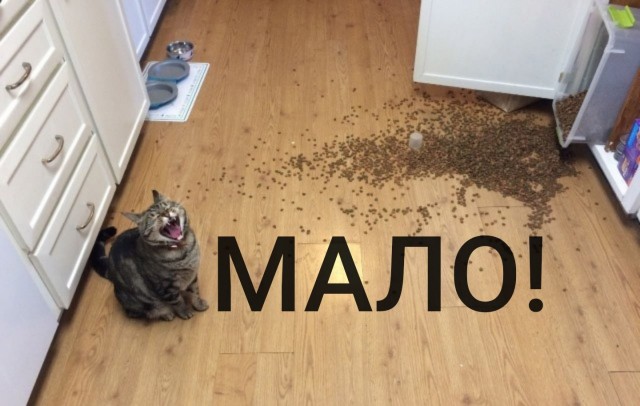 Жизнь с котом в одной картинке