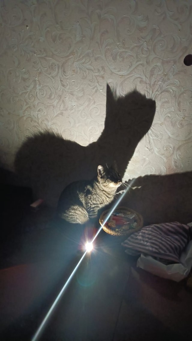 Самые смешные коты и кошки за всю историю комичного конкурса Comedy Wildlife Photography Awards