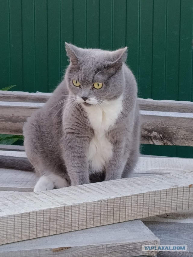 Капелька котовторниковой милоты
