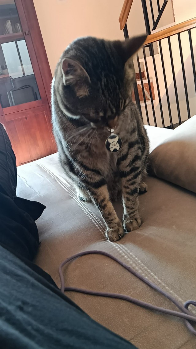 Морда протокольная