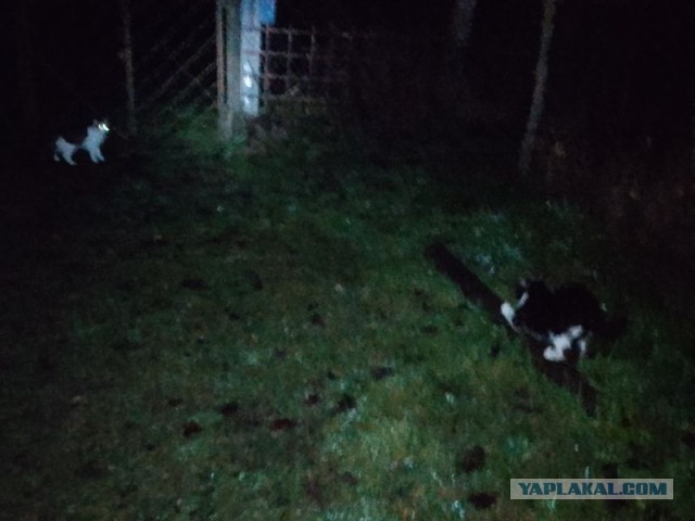Жизнь домашнего приюта для котеек 565