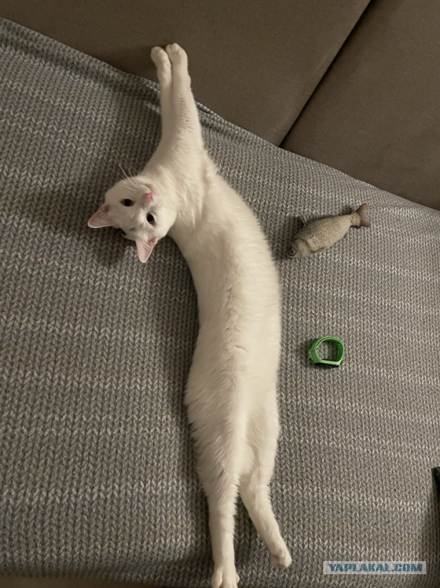 Кошкофторниг